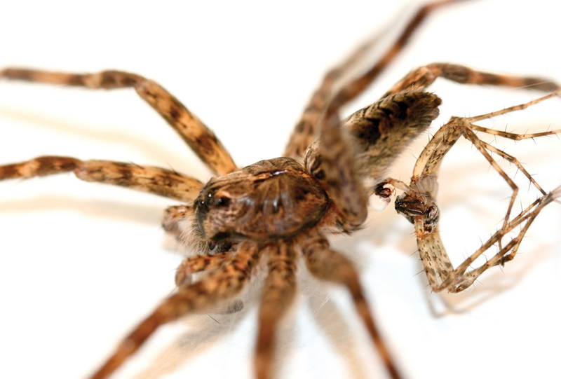 Illustration for article titled This Is Why Spider Monogamy Is Terrifying